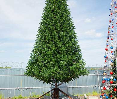 Ствольные ёлки в Сочи