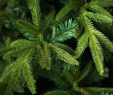 Искусственные ёлки премиум в Сочи